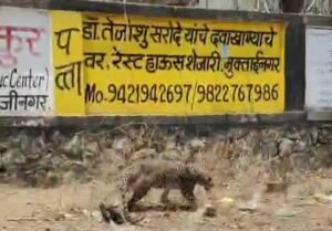 मुक्ताईनगर में तेंदुआ दिखने से मची अफरा-तफरी, वन विभाग ने एक घंटे में किया रेस्क्यू