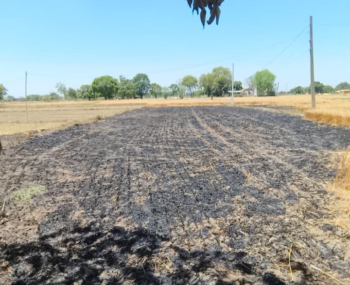 ढीले बिजली तार से लगी भीषण आग, 1 बीघा गेहूं की फसल जलकर राख 1 ढीले बिजली तार से लगी भीषण आग, 1 बीघा गेहूं की फसल जलकर राख | New India Times