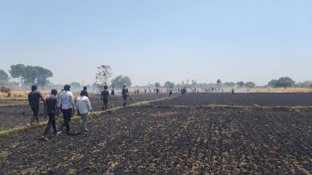 लापरवाही या हादसा? बिजली विभाग की उदासीनता से जलकर खाक हुई 10-12 बीघा गेहूं की फसल | New India Times