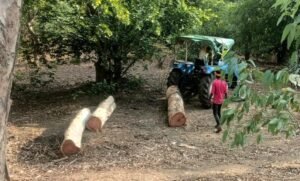 एक तरफ ‘एक पेड़ माँ के नाम’ का अभियान, दूसरी तरफ कुल्हाड़ियों का वार