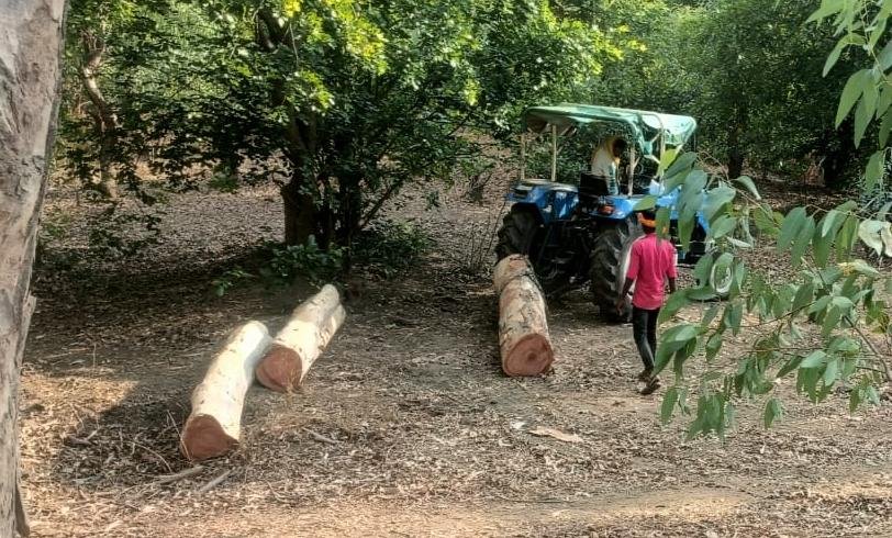एक तरफ 'एक पेड़ माँ के नाम' का अभियान, दूसरी तरफ कुल्हाड़ियों का वार | New India Times