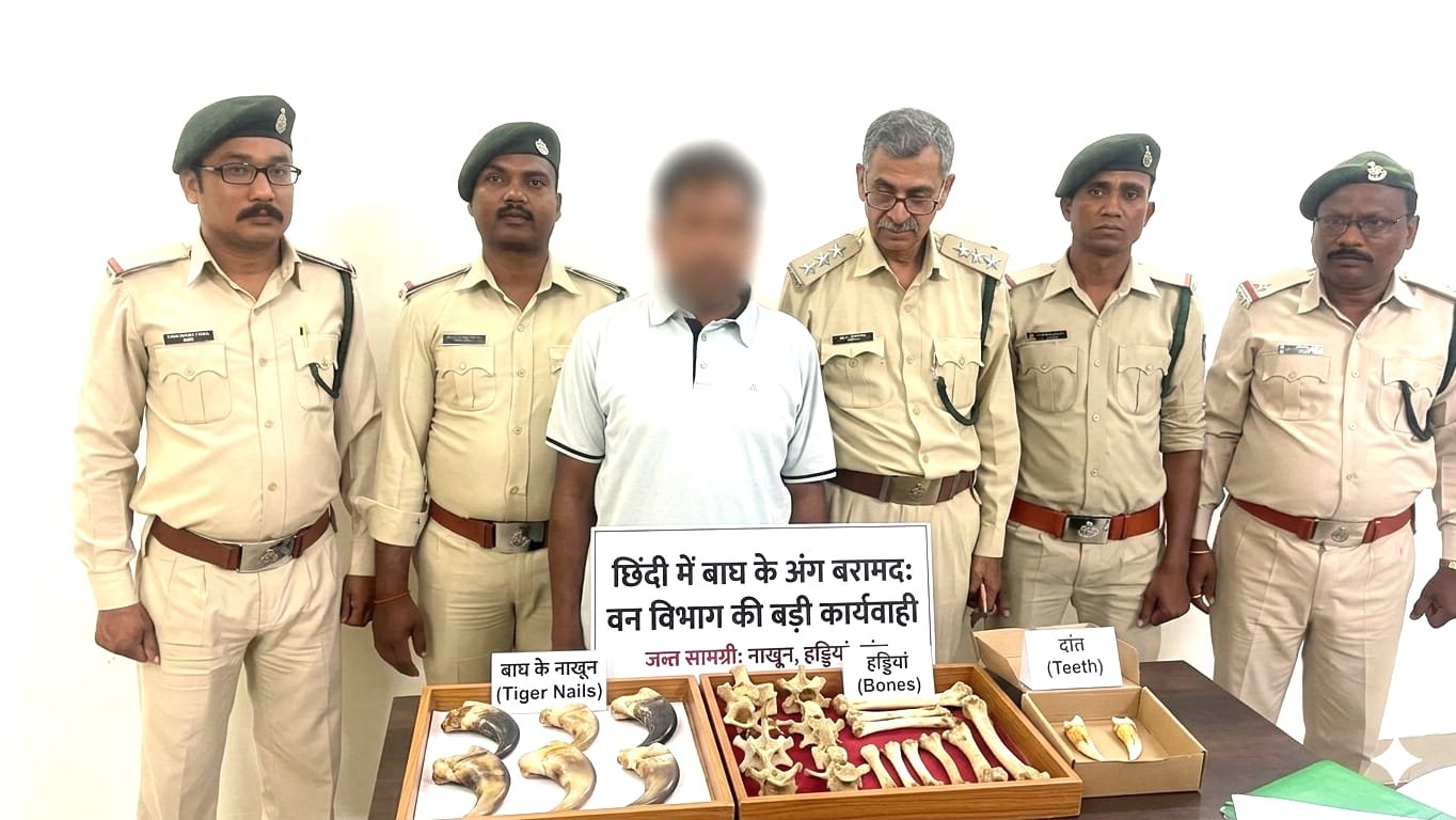 घर में छिपाकर रखे थे बाघ के अंग, वन विभाग की जांच में हुआ सनसनीखेज खुलासा | New India Times