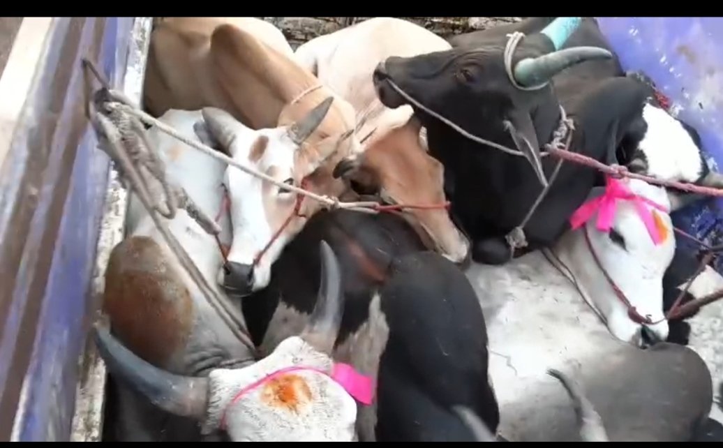 धूलकोट पुलिस की बड़ी कार्रवाई: 9 गौवंश व पिकअप वाहन जब्त, चालक जंगल का फायदा उठाकर फरार | New India Times