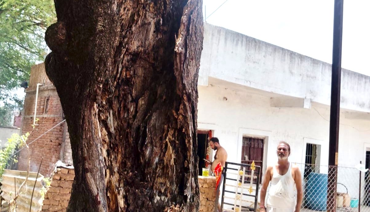 खोखला सूखा पेड़ दे रहा हादसे को न्यौता, मुख्य सड़क एवं वार्ड वासी के घर पर गिर सकता है पेड़ | New India Times