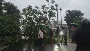दमुआ–सारणी मुख्य मार्ग पर बारिश के बीच विशाल पेड़ गिरा, घंटों यातायात बाधित, स्थानीय युवाओं ने संभाला मोर्चा