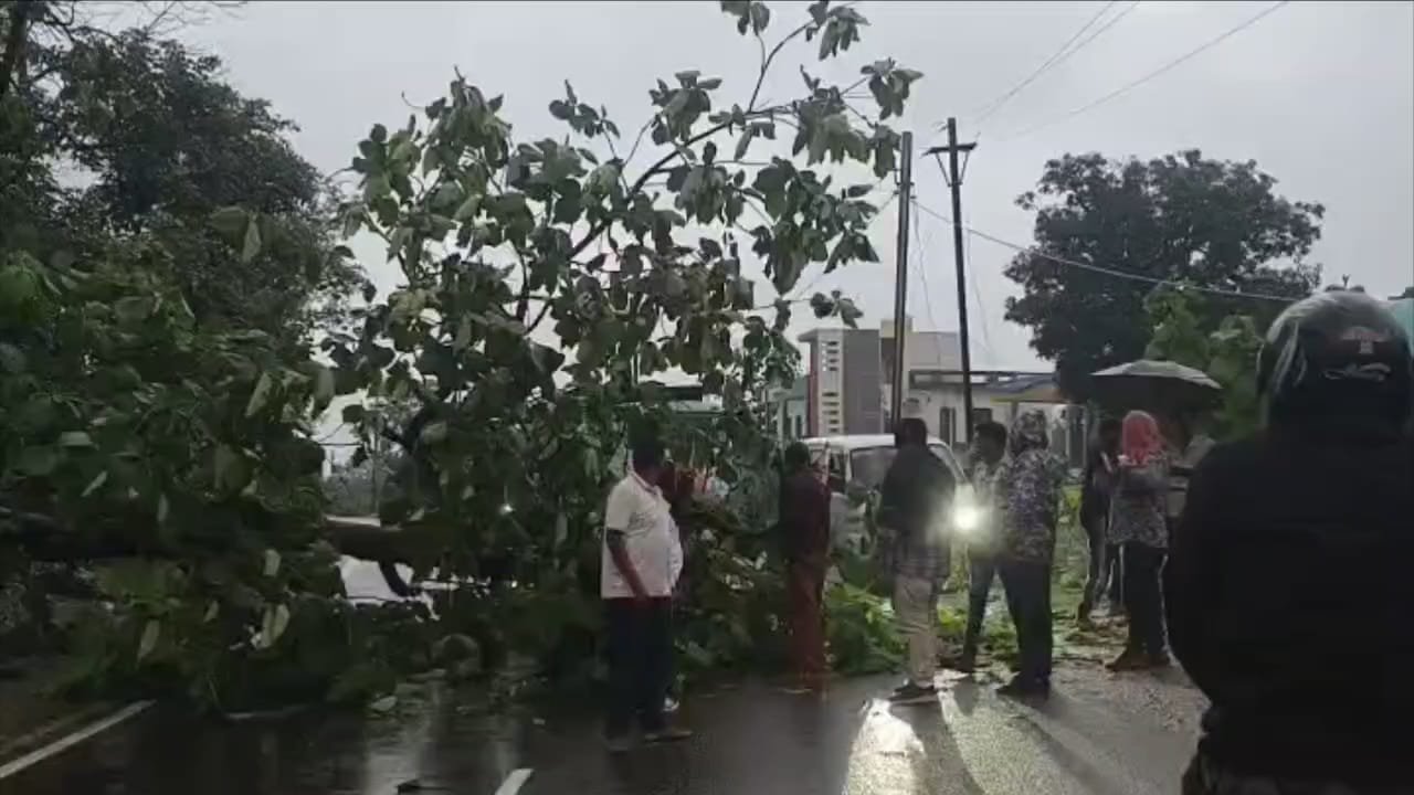 दमुआ–सारणी मुख्य मार्ग पर बारिश के बीच विशाल पेड़ गिरा, घंटों यातायात बाधित, स्थानीय युवाओं ने संभाला मोर्चा | New India Times