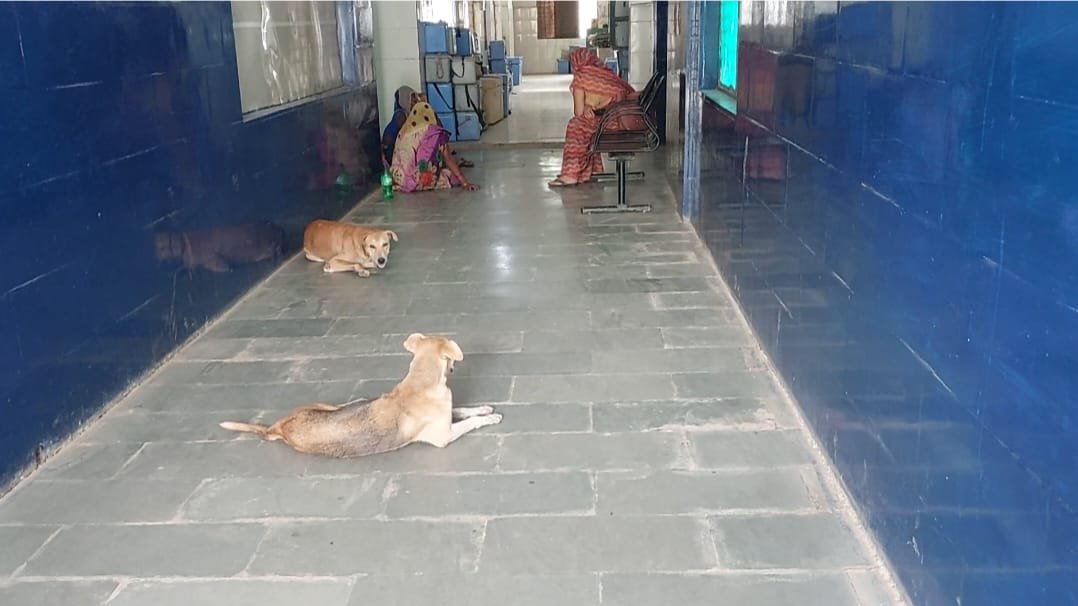 अमानगंज अस्पताल में बदइंतजामी चरम पर: लेबर रूम में आवारा कुत्ते, प्रसूति वार्ड के शौचालय बंद | New India Times