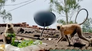 दातलावाड़ी में बंदरों का आतंक, ग्रामीणों ने वन विभाग से की कार्रवाई की मांग