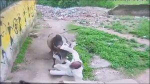 पागल कुत्ते के काटने के बाद बैल हुआ हिंसक, कई लोगों पर किया हमला; दांत-हाथ टूटे, CCTV में कैद हुई दहशत