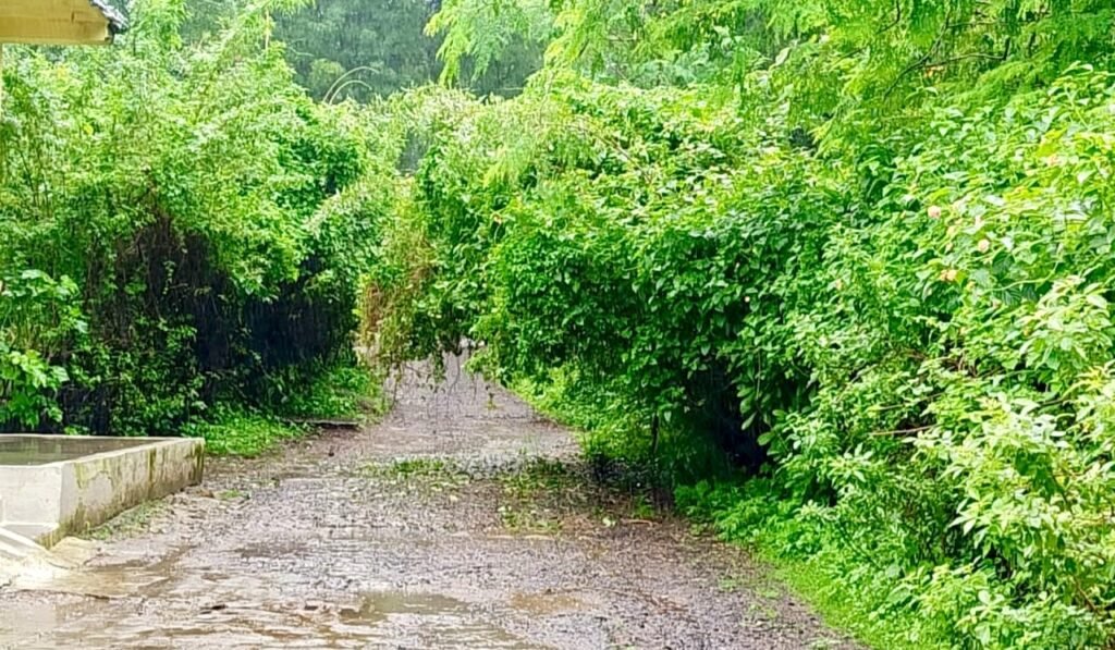 बरसात में झाड़ियों से घिरा पनारा का मार्ग, आवागमन हुआ मुश्किल; ग्रामीणों ने उठाए मूलभूत सुविधाओं पर सवाल | New India Times