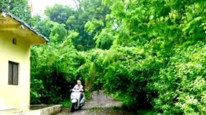 बरसात में झाड़ियों से घिरा पनारा का मार्ग, आवागमन हुआ मुश्किल; ग्रामीणों ने उठाए मूलभूत सुविधाओं पर सवाल