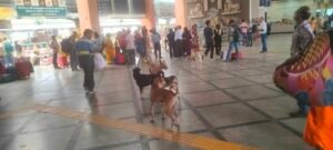 भोपाल जंक्शन पर आवारा कुत्तों का जमावड़ा, यात्रियों की सुरक्षा पर उठे सवाल
