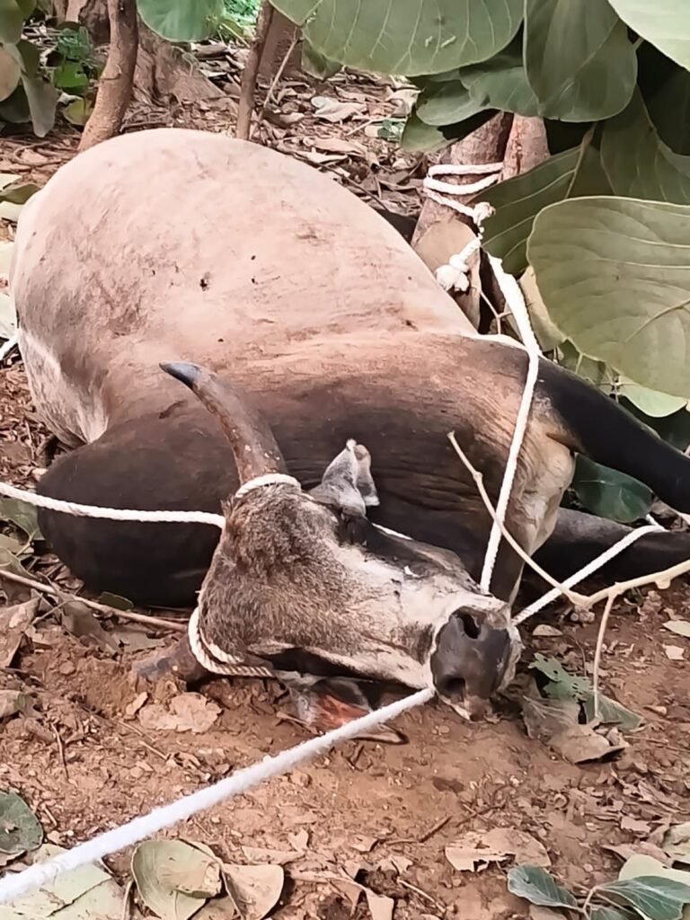 पागल कुत्ते के काटने के बाद बैल हुआ हिंसक, कई लोगों पर किया हमला; दांत-हाथ टूटे, CCTV में कैद हुई दहशत | New India Times