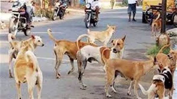 यवतमाल शहर में आवारा कुत्तों का आतंक, बच्चों की सुरक्षा को लेकर बढ़ी चिंता | New India Times
