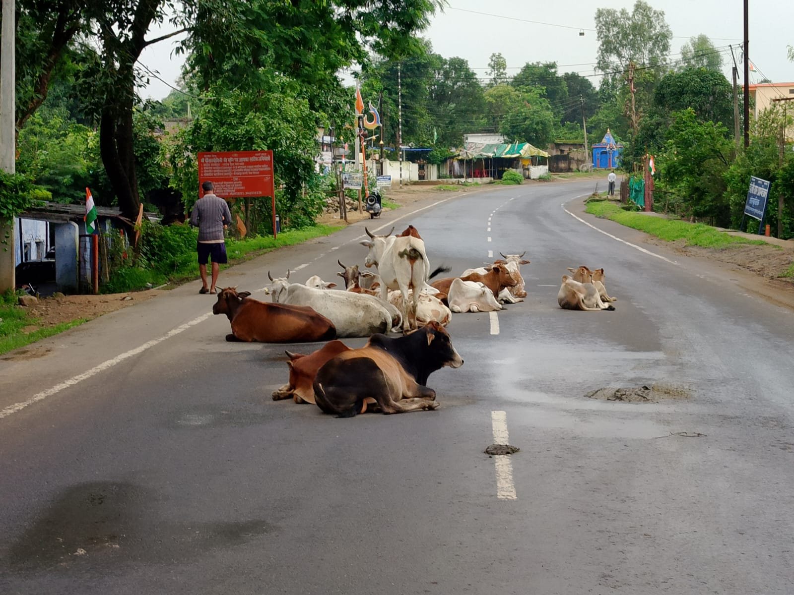 सुप्रीम कोर्ट के आदेश के बावजूद सड़कों पर मवेशियों का जमावड़ा, हादसे की आशंका | New India Times