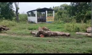 बेखौफ वन माफिया, शारदा नगर रेंज में हरे पेड़ों पर चल रहा आरा