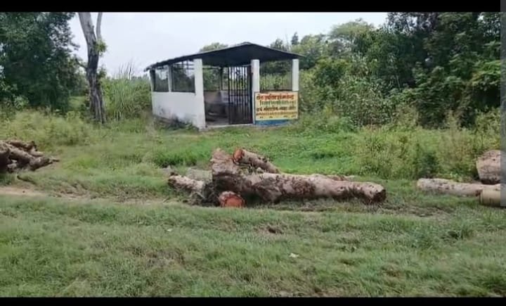 बेखौफ वन माफिया, शारदा नगर रेंज में हरे पेड़ों पर चल रहा आरा 1 बेखौफ वन माफिया, शारदा नगर रेंज में हरे पेड़ों पर चल रहा आरा | New India Times