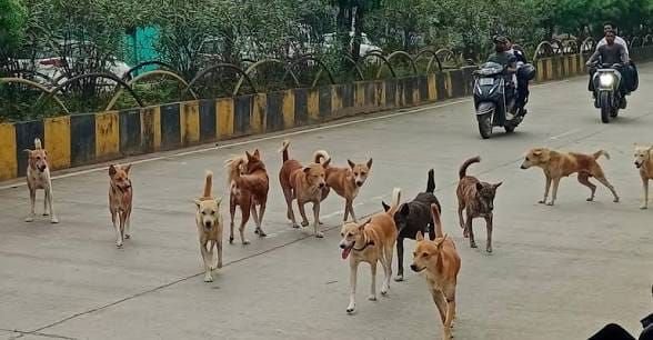 यवतमाल शहर में आवारा कुत्तों का आतंक, बच्चों की सुरक्षा को लेकर बढ़ी चिंता 2 यवतमाल शहर में आवारा कुत्तों का आतंक, बच्चों की सुरक्षा को लेकर बढ़ी चिंता | New India Times