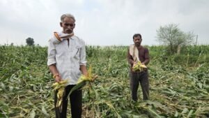 जंगली सुअरों के झुंड ने चौपट की मक्का की फसल, किसानों ने मांगा मुआवजा