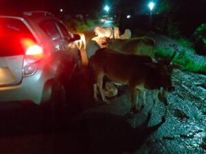 मुख्य सड़कों पर मवेशियों का जमावड़ा, हादसों का बढ़ा खतरा