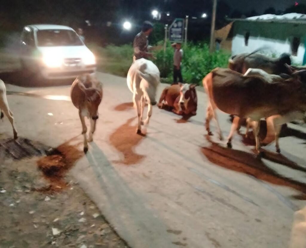 मुख्य सड़कों पर मवेशियों का जमावड़ा, हादसों का बढ़ा खतरा | New India Times