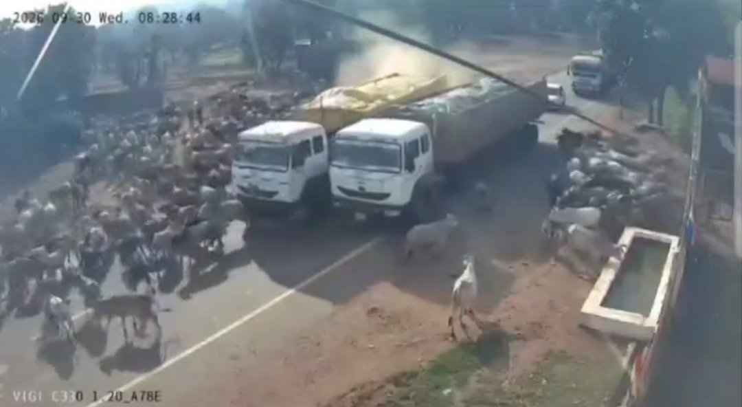 बेकाबू ट्राले ने पांच गायों को कुचला, ग्रामीणों ने चालक को पकड़कर किया पुलिस के हवाले 1 बेकाबू ट्राले ने पांच गायों को कुचला, ग्रामीणों ने चालक को पकड़कर किया पुलिस के हवाले | New India Times
