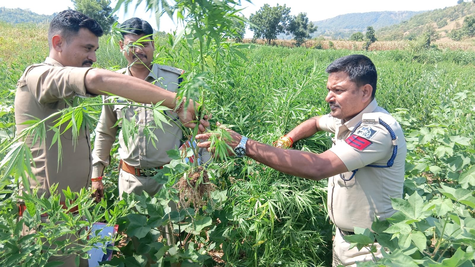 कपास-गराडू के खेतों में उगाए जा रहे 229 गांजे के पौधे जब्त, तीन आरोपी फरार 1 कपास-गराडू के खेतों में उगाए जा रहे 229 गांजे के पौधे जब्त, तीन आरोपी फरार | New India Times