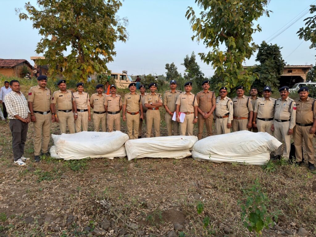 कपास-गराडू के खेतों में उगाए जा रहे 229 गांजे के पौधे जब्त, तीन आरोपी फरार 2 कपास-गराडू के खेतों में उगाए जा रहे 229 गांजे के पौधे जब्त, तीन आरोपी फरार | New India Times