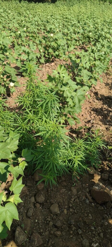 तिरला में कपास के खेत में उगाए जा रहे गांजे का पर्दाफाश, 565 पौधे जब्त; आरोपी गिरफ्तार | New India Times