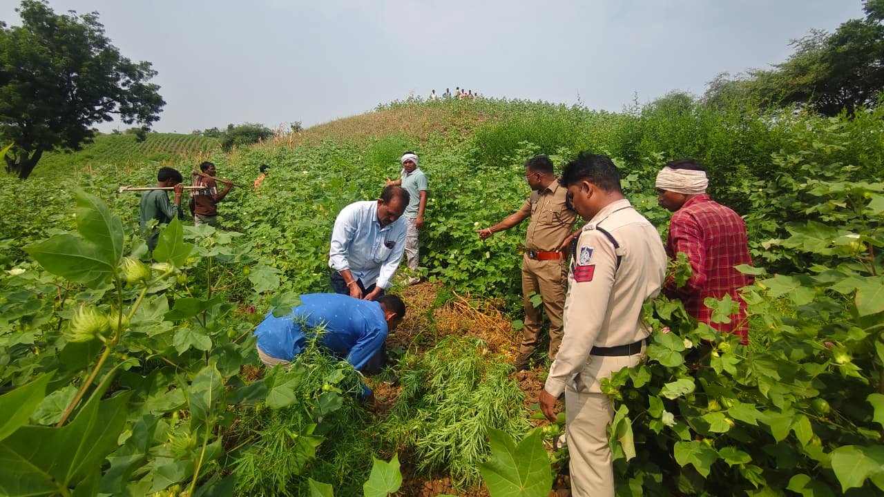 ऑपरेशन ‘प्रहार’: टाण्डा पुलिस की बड़ी कार्रवाई, कपास के खेत से गांजे के 855 हरे पौधे जब्त 1 ऑपरेशन ‘प्रहार’: टाण्डा पुलिस की बड़ी कार्रवाई, कपास के खेत से गांजे के 855 हरे पौधे जब्त | New India Times