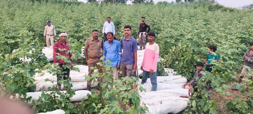 ऑपरेशन ‘प्रहार’: टाण्डा पुलिस की बड़ी कार्रवाई, कपास के खेत से गांजे के 855 हरे पौधे जब्त 2 ऑपरेशन ‘प्रहार’: टाण्डा पुलिस की बड़ी कार्रवाई, कपास के खेत से गांजे के 855 हरे पौधे जब्त | New India Times