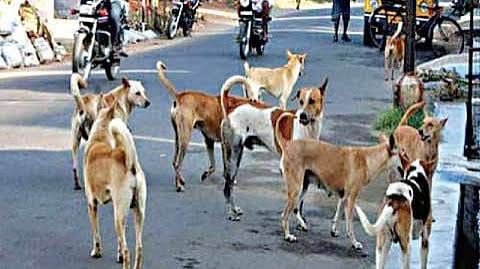 भोसा नाका परिसर में आवारा कुत्तों का आतंक, 15 से 20 कुत्तों की टोली से राहगीर परेशान, नगरपालिका से तत्काल कार्रवाई की मांग; अनदेखी पर आंदोलन की चेतावनी 2 भोसा नाका परिसर में आवारा कुत्तों का आतंक, 15 से 20 कुत्तों की टोली से राहगीर परेशान, नगरपालिका से तत्काल कार्रवाई की मांग; अनदेखी पर आंदोलन की चेतावनी | New India Times