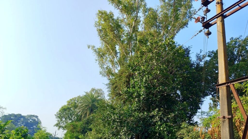 11 केवी हाईटेंशन लाइन से टकरा रही झाड़ियां, हादसे की आशंका; बिजली विभाग की लापरवाही पर उठे सवाल 2 11 केवी हाईटेंशन लाइन से टकरा रही झाड़ियां, हादसे की आशंका; बिजली विभाग की लापरवाही पर उठे सवाल | New India Times