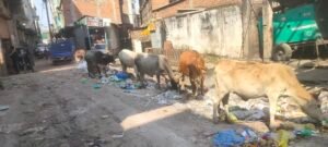 वार्ड क्रमांक 16 में गंदगी का अंबार, कचरे के बीच भोजन तलाशते मवेशी,नगर निगम की सफाई व्यवस्था पर उठे सवाल