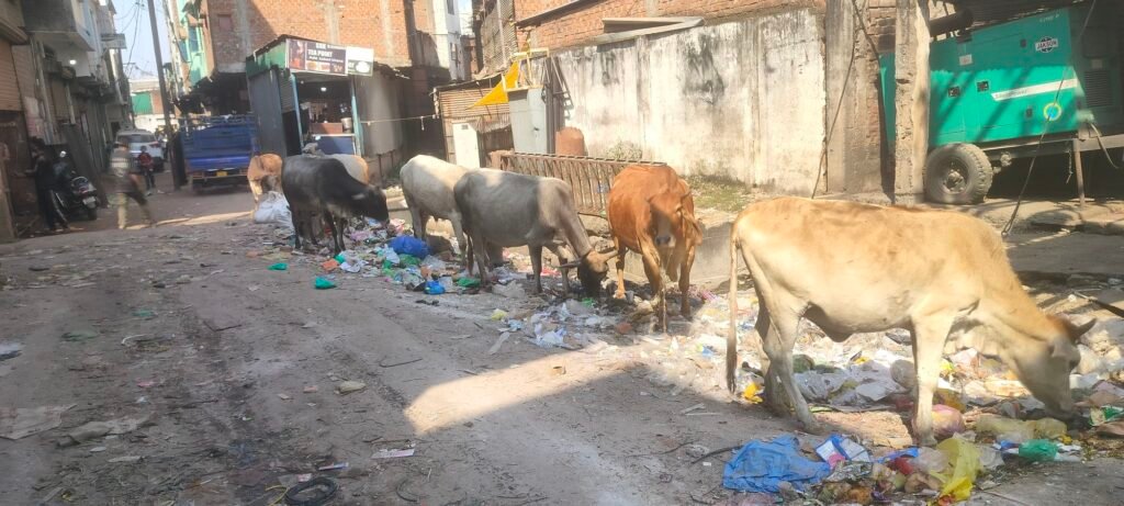 वार्ड क्रमांक 16 में गंदगी का अंबार, कचरे के बीच भोजन तलाशते मवेशी,नगर निगम की सफाई व्यवस्था पर उठे सवाल 2 वार्ड क्रमांक 16 में गंदगी का अंबार, कचरे के बीच भोजन तलाशते मवेशी,नगर निगम की सफाई व्यवस्था पर उठे सवाल | New India Times