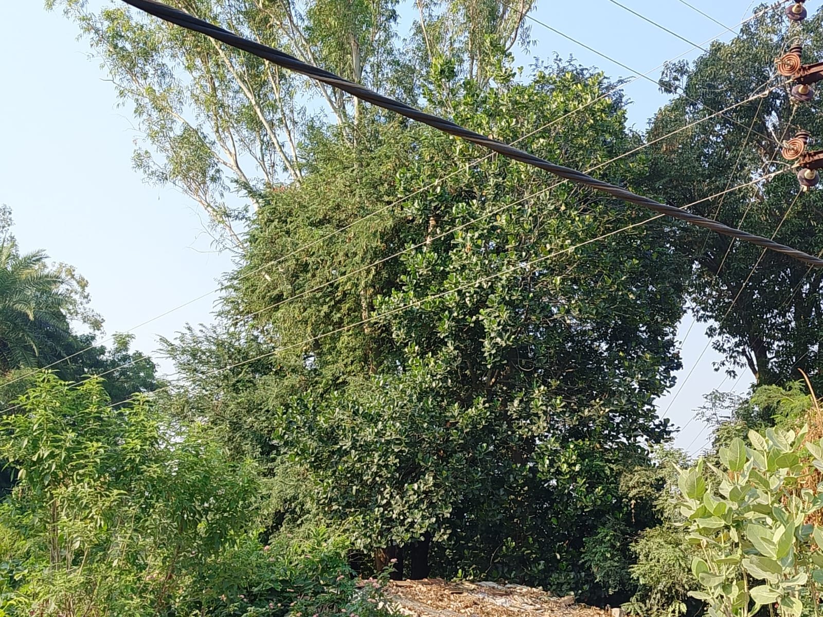 11 केवी हाईटेंशन लाइन से टकरा रही झाड़ियां, हादसे की आशंका; बिजली विभाग की लापरवाही पर उठे सवाल 1 11 केवी हाईटेंशन लाइन से टकरा रही झाड़ियां, हादसे की आशंका; बिजली विभाग की लापरवाही पर उठे सवाल | New India Times